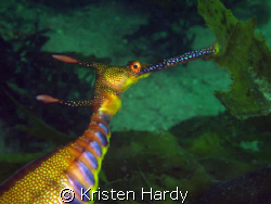Beautiful weedy sea dragon. This one was carrying eggs. :-) by Kristen Hardy 